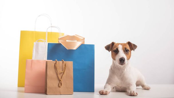 Jack russell terrier dog lies next to different paper bags on a white background. Sale season. - Foto, Imagem