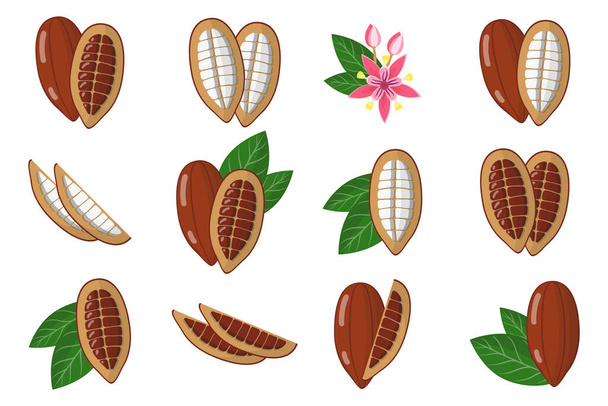Set of illustrations with Cocoa exotic fruits, flowers and leaves isolated on a white background. Isolated vector icons set. - Vector, Image