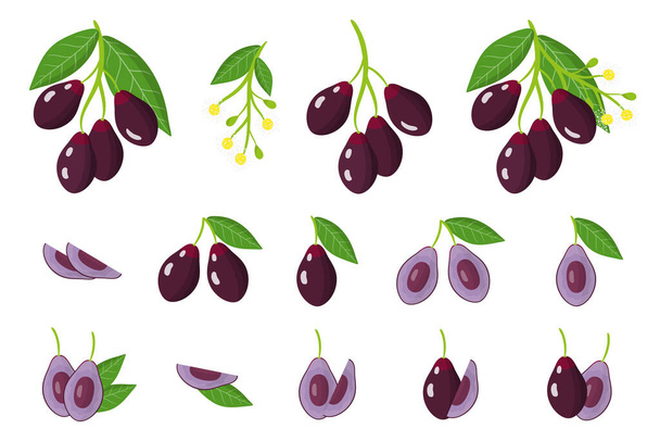 Set of illustrations with Jambolan exotic fruits, flowers and leaves isolated on a white background. Isolated vector icons set. - Vector, Image