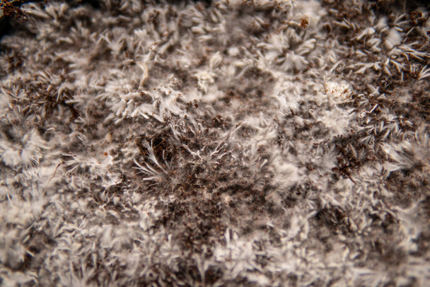 Filaments de mycélium sur mycélium de fibre de coco. . Médicaments Culture de champignons. Cultivez le champignon magique. Psilocybe cubensis. Champignon psilocybine. Psilocybe cubensis - Photo, image
