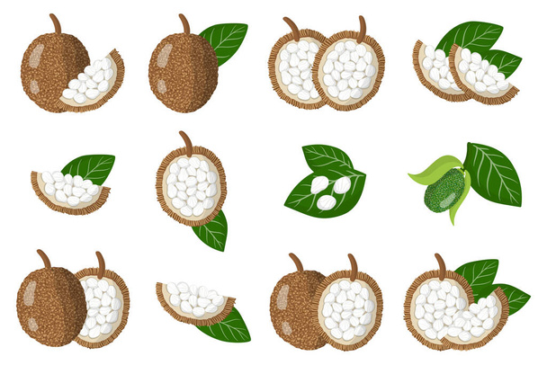 Conjunto de ilustraciones con frutas exóticas Marang, flores y hojas aisladas sobre un fondo blanco. Conjunto de iconos vectoriales aislados. - Vector, imagen