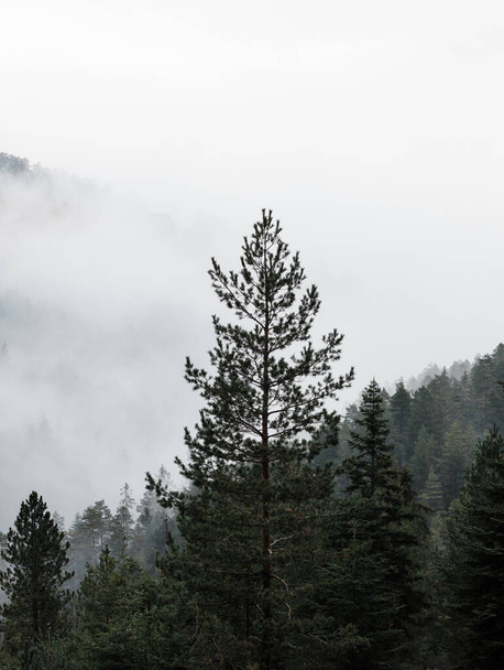Mlhavé pohoří v časném ránu - Fotografie, Obrázek