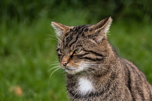 Gato salvaje escocés al acecho - Foto, Imagen