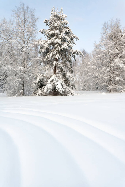 Paisaje invernal con árboles nevados - Foto, imagen