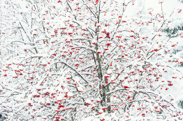 Talvi metsä, pihlaja puu lumisateessa - Valokuva, kuva