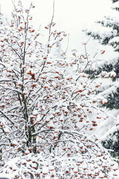 Зимний лес, рябина в снегопаде - Фото, изображение