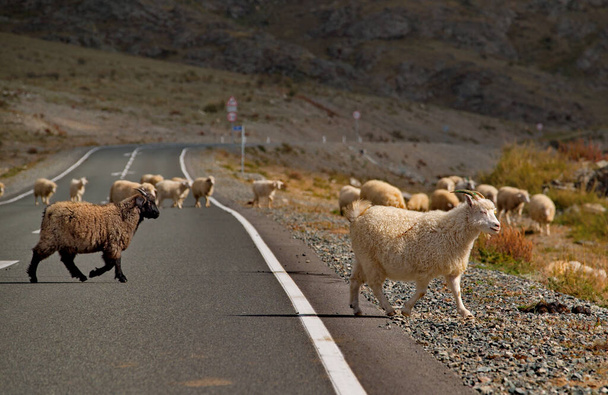 Rusko. Jižně od Západní Sibiře. Gorny Altai. Stádo domácích koz a ovcí pomalu putuje po dálnici Chui z jedné pastviny na druhou. - Fotografie, Obrázek