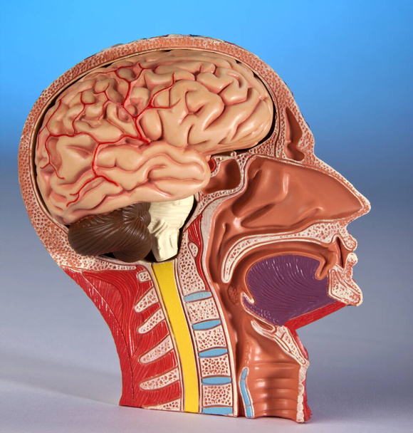 Ihmisen fysiologia - Malli osoittaa poikkileikkaus ihmisen pään ja aivojen. - Valokuva, kuva