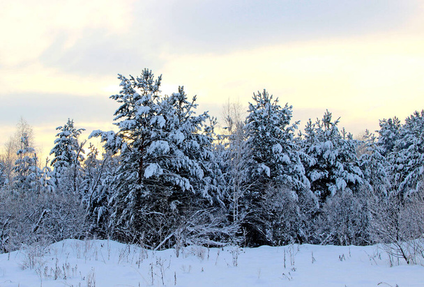 Amazing winter landscape in the twilight. The branches of the conifer trees are covered by snow. - Valokuva, kuva