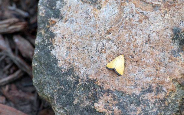 ミズーリ州の花壇の岩の上にあるので、このかなり黒い縁取りのレモン蝶はいくつかの日差しを楽しんでいます。ぼけ効果. - 写真・画像