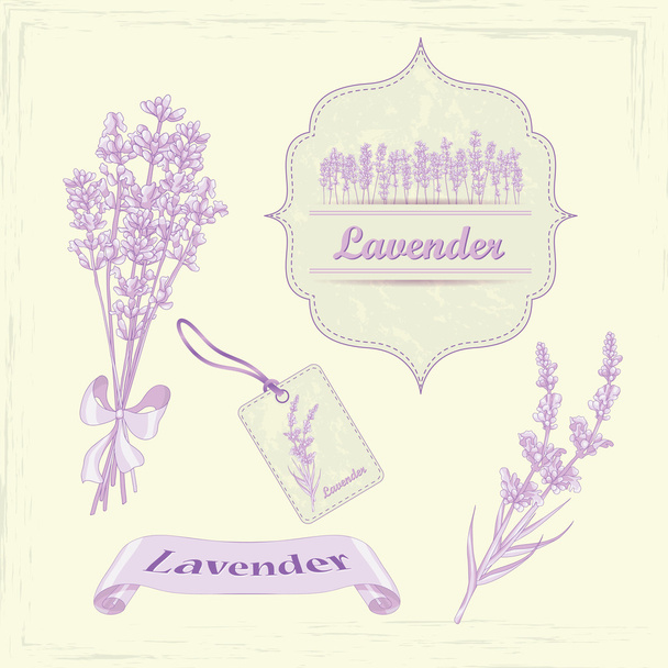 Lavender - Foto, Bild