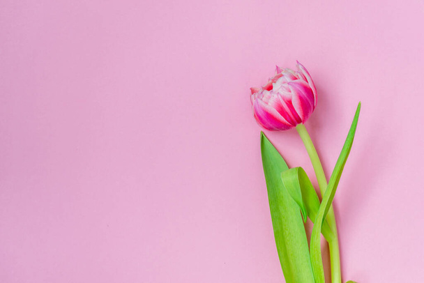 Pink tulips on a pink background. Flat lay, top view. Valentine background. Spring mood. Horizontal, copy space - Foto, afbeelding