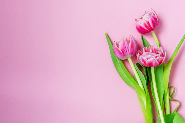 Pink tulips on a pink background. Flat lay, top view. Valentine background. Spring mood. Horizontal, copy space - Photo, Image