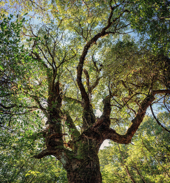 Lage hoek van grote groene boom met tak en zonlicht in het regenwoud op nationaal park - Foto, afbeelding