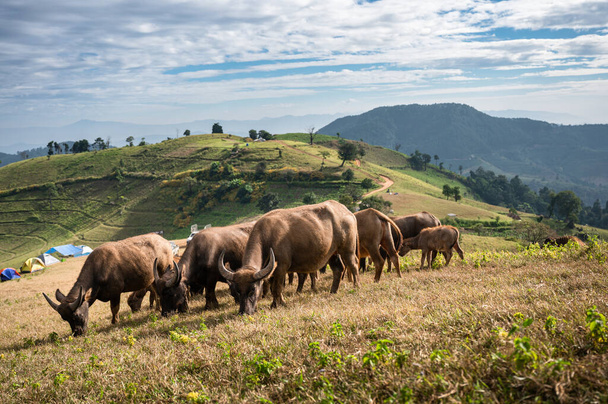Herd of buffalo grazing on hill in rural farmland at Doi Mae Tho, Chiang Mai - Valokuva, kuva