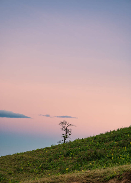 Lonely tree on green hill with colorful sky in countryside - Photo, Image