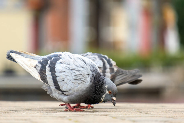 Detailní záběr šedých holubů ptáků kráčejících po městské ulici a hledajících potravu. - Fotografie, Obrázek