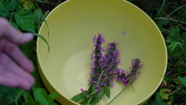 Wood Betony (Betonica officinalis) in field of flowers, collecting in bowl - Кадры, видео