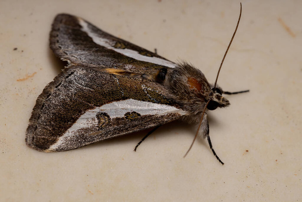 Adult Purslane Moth of the species Neotuerta platensis - Photo, Image