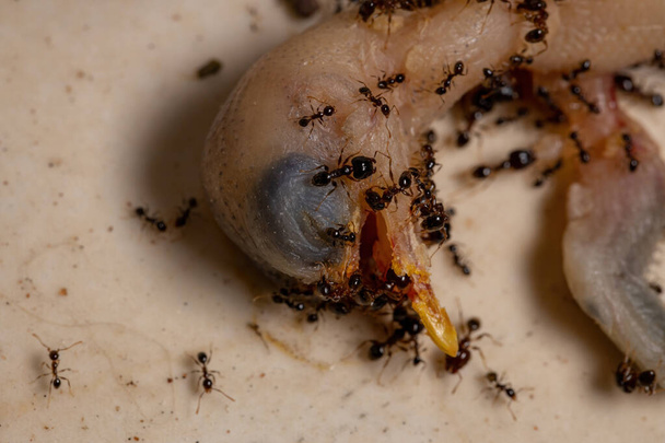 Afrykańskie Mrówki z gatunku Pheidole megacephala żerujące na martwym Perching Bird - Zdjęcie, obraz