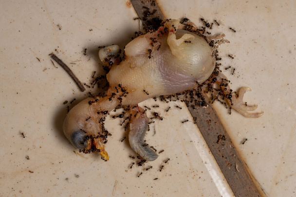 Afrikanische Großkopf-Ameisen der Art Pheidole megacephala machen Jagd auf einen toten Sitzvogel - Foto, Bild