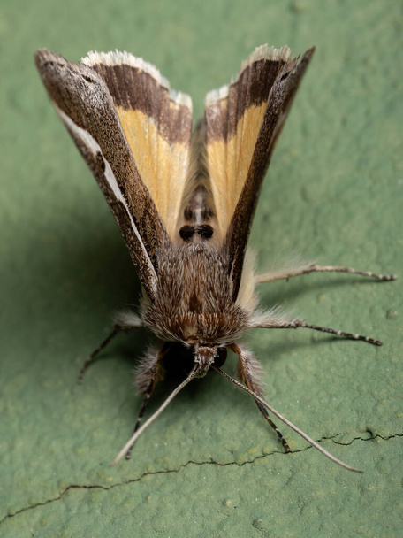 Neotuerta platensis lajin täysikasvuinen Purslane Moth - Valokuva, kuva