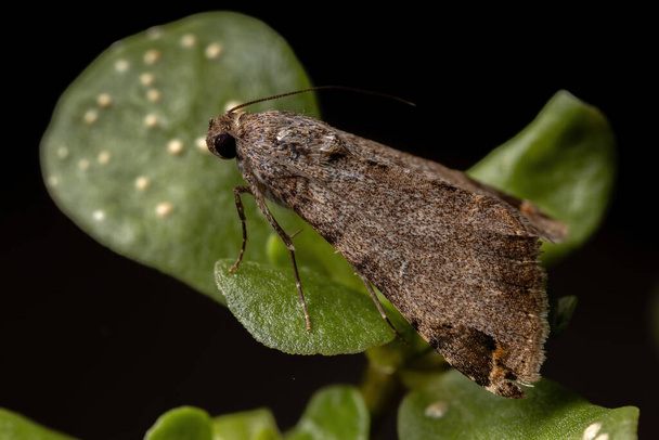 Дорослий графік Olet Moth Genus Melipotis в загальному Purslane opf виду Portulaca oleracea
 - Фото, зображення
