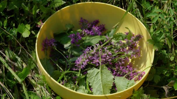 Wood Betony (Betonica officinalis) in field of flowers, collecting in bowl - Filmagem, Vídeo