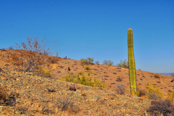 Cactus, Saguaro, Carnegiea gigantea, primo piano in inverno sul South Mountain Park and Preserve, Pima Canyon Trail, Phoenix, deserto dell'Arizona meridionale. Stati Uniti. - Foto, immagini