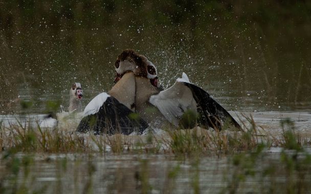 Єгипетські гуси воюють у місцевій річці, яка є зеленою. На передньому плані є бризки води та рослин.. - Фото, зображення