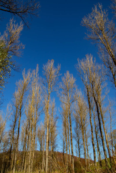 Ein Blick auf Bäume im Herbst an einem windigen Tag. Niedrige Winkel- oder Untersicht von Bäumen, die sich im Wind bewegen. - Foto, Bild