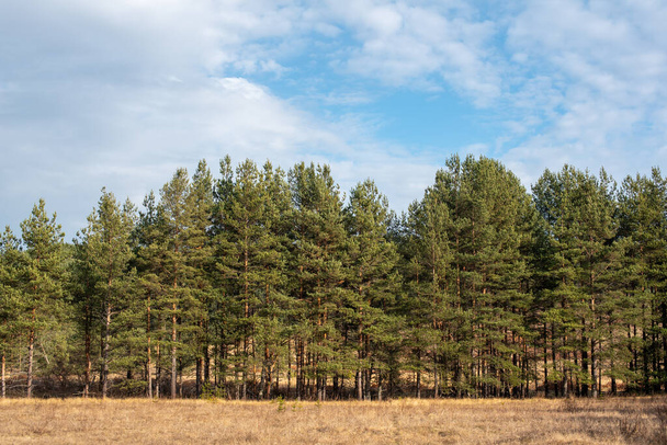 Natürliche sonnige Tage Herbst Wald und Feld goldenes Grasland in Bulgarien kopieren Raum für Text - Foto, Bild