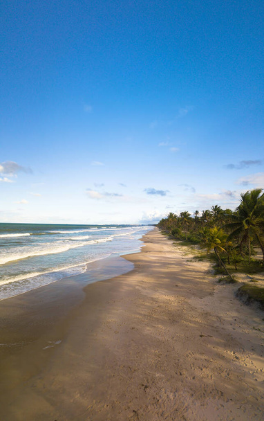 Widok z lotu ptaka opuszczona plaża z kokosowych drzew na wybrzeżu Bahia brazil. - Zdjęcie, obraz