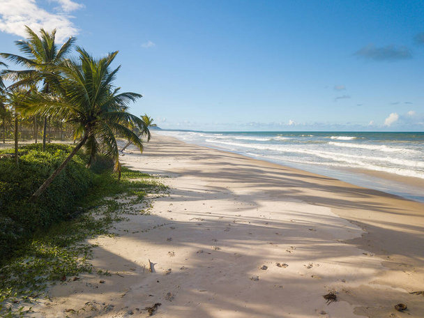 Widok z lotu ptaka opuszczona plaża z kokosowych drzew na wybrzeżu Bahia brazil. - Zdjęcie, obraz
