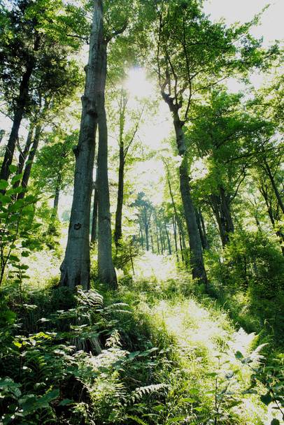 A velha floresta montanhosa nos Beskids na Polônia - Foto, Imagem