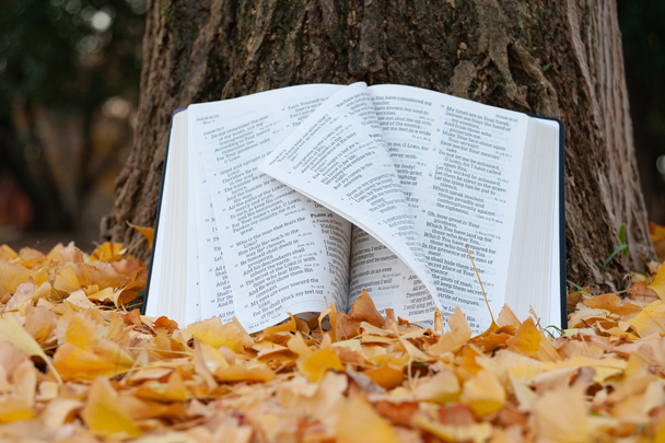 A Szent Biblia a fatörzsön lévő zsoltárokban nyílt meg, a japán ősszel lapozó széllel, lehullott sárga levelekkel. Közelkép. - Fotó, kép