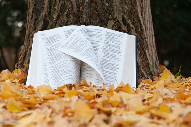 La Sainte Bible s'ouvrit dans les Psaumes sur le tronc d'arbre avec des pages tournées au vent en automne japonais avec des feuilles jaunes tombées. Espace de copie. Plan horizontal. - Photo, image