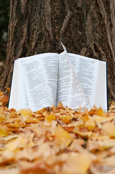 Psalmeissa avattu pyhä Raamattu puunrungolla, jonka sivut kääntyvät tuulessa japanin syksyllä ja lehdet putoavat keltaisiksi. Lähemmäs. Pystysuora laukaus. - Valokuva, kuva