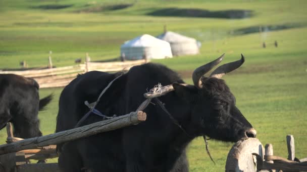モンゴルの未亡人で白いガーテンツと牛のカートのタンブレルのタンブレルの戦車牛のカート国内のヤクのbovidボスgrunniens牛長い髪の動物飼育家畜dzo dzomoガーテントパオ家遊牧民伝統的なモンゴルの4K. - 映像、動画