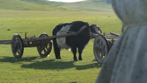 Tumbrel traditionnel et bœuf de yak noir dans la prairie rurale.Un chariot de tumbrel ou de tumbril est un chariot à deux roues ou chariot typiquement conçu pour être tiré par un seul cheval ou boeuf.Primitive primitif primitif primitif bûche primitive bois yak domestique bovidés. - Séquence, vidéo