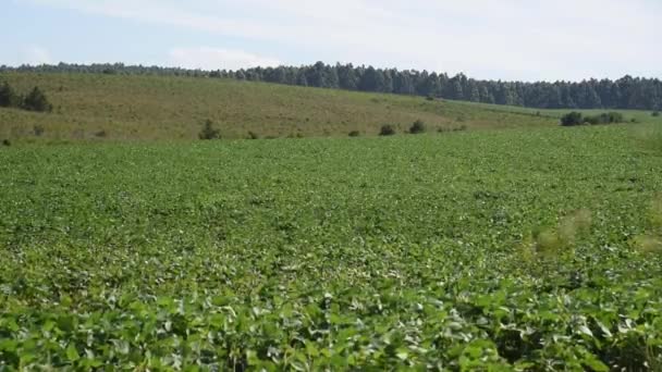 Gran plantación de soja en el sur de Brasil. Agricultura y granos para la exportación. Campos de producción agrícola. - Metraje, vídeo