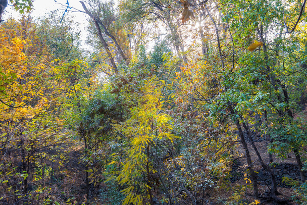 Foresta in autunno con sfondo di montagna nel complesso del palazzo Sa'dabad, costruito dai monarchi Qajar e Pahlavi, situato a Shemiran, Greater Tehran, Iran - Foto, immagini