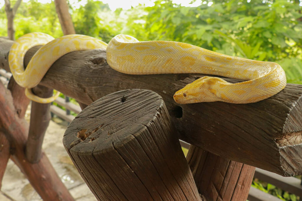 A portrait of an albino Burmese Python, Python bivittatus curling on a branch - Photo, Image