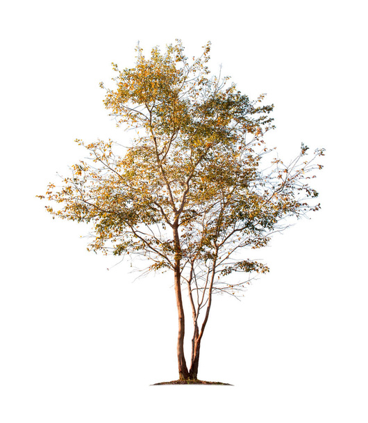 庭園設計のためのクリッピングパスを持つ白い背景に隔離された秋の木。アジアの森で発見された熱帯種。乾季には黄色の葉を持つ森. - 写真・画像