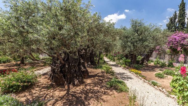 JERUZALÉM, ISRAEL - CIRCA KVĚTEN 2018: Pohled na Gethsemane kolem května 2018 v Jeruzalémě. - Fotografie, Obrázek