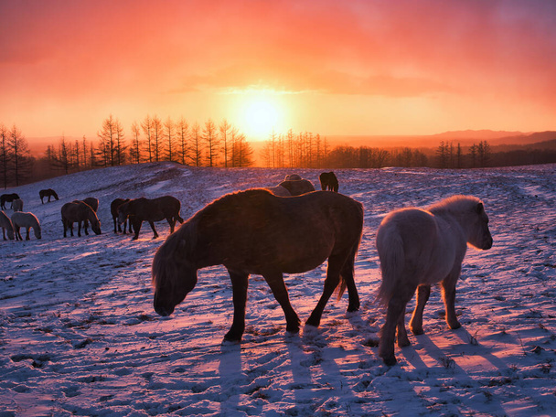 horse and sunrise in hokkaido - Foto, Imagen