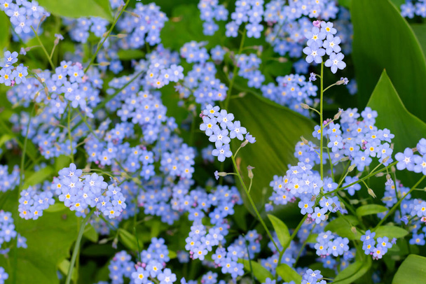 Lots of small blue forest forget-me-not flowers in flowerbed.Uncultivated wild flowers in wood - Fotoğraf, Görsel