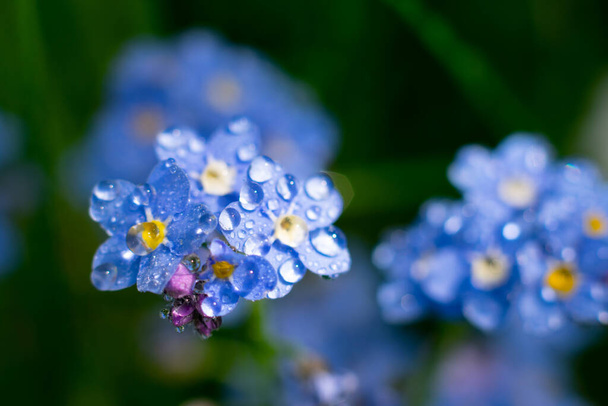 Macro photo of fragile forget-me-not flower with waterdrops on petals.Summer floral background - Photo, image