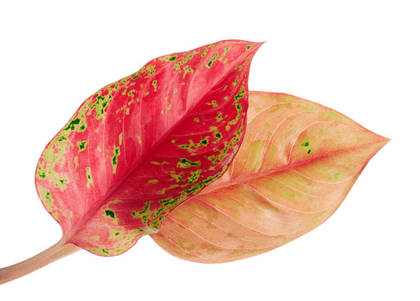   Liście Aglaonema, Czerwone liście aglaonema, Egzotyczne liście tropikalne, odizolowane na białym tle ze ścieżką wycinania                              - Zdjęcie, obraz