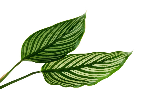 Calathea Vittata bladeren, Groen blad met witte strepen, Tropisch blad geïsoleerd op witte achtergrond, met knippad                                 - Foto, afbeelding